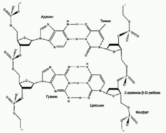Фрагмент цепи днк. Фрагмент двойной Цепочки ДНК. Фрагмент РНК. Гуанин 3 фосфат. Фрагмент двойной Цепочки ДНК И его составляющие.