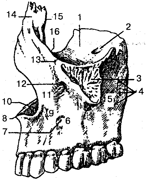 Клыковую ямку. Клыковая ямка верхней челюсти. Альвеолярные Бугры верхней челюсти. Верхняя челюсть вид с латеральной стороны. Грушевидный отросток верхней челюсти.