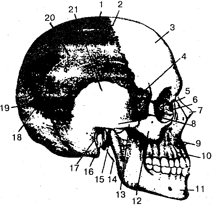 Лобно височная. Кости черепа человека анатомия. Череп сбоку клиновидная. Череп человека вид спереди по р д синельникову. Череп человека по р д Синельников.
