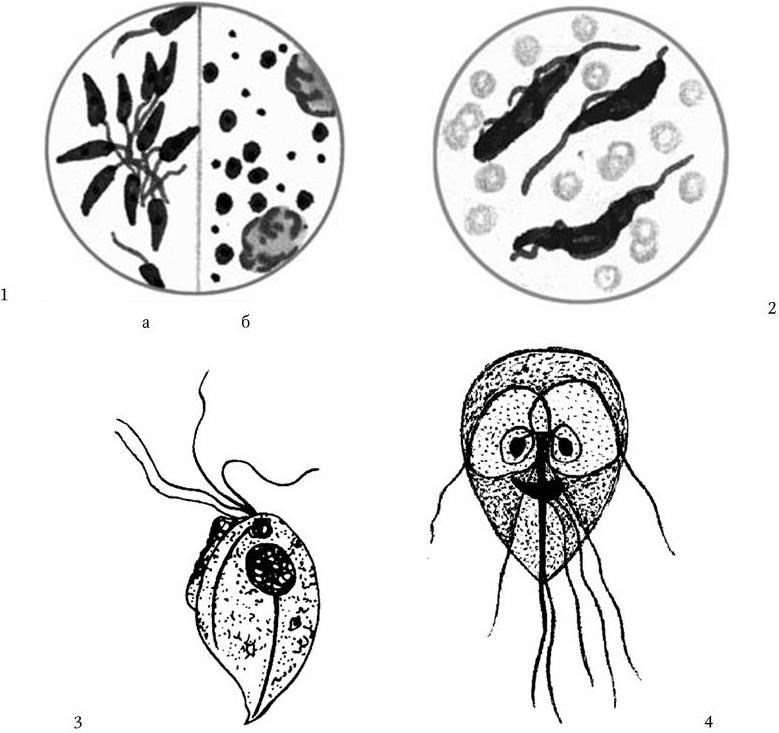 Болезни простейших. Giardia lamblia микробиология. Морфология лямблии. Лямблия лейшмания трихомонада. Многожгутиковая лямблия.