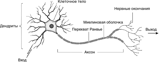 Нервные окончания. Строение нерва и нервного окончания. Схема строения нерва. Клетка с окончаниями нервных волокон. Нервные окончания рисунок.