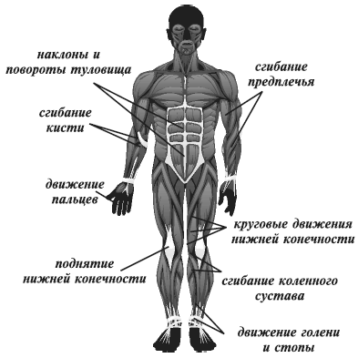 Мышцы сгибающие туловище. Сгибание туловища мышцы. Мышцы туловища и конечностей 8 класс. Сгибатели туловища и конечностей.